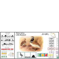 گونه زنگوله‌ بال Little Bustard